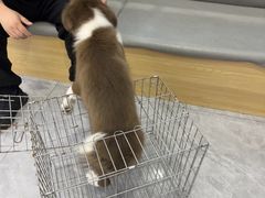 -pd派德宠物中心医院24H急重症·眼科中心·血液透析中心(嵩山北路店)