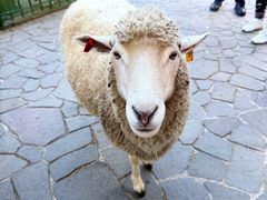 -神户市立六甲山牧场