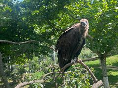 -西霞口神雕山野生动物世界