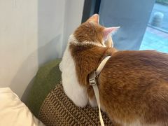 -御宝贝·A梦猫科宠物医院(国际猫友好医院)