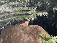 -深圳仙湖植物园