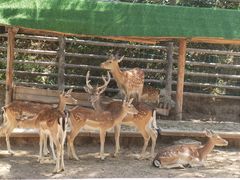 -青藏高原野生动物园