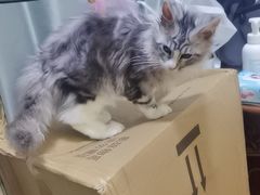 -伟伟宠物医院·CT影像中心·瑞派犬猫综合性门诊(汉口总院)