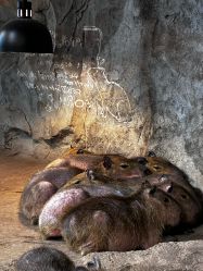 -Zoolung Zoolung动物主题公园(海信广场店)