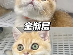 -lincat·猫舍(广州店)