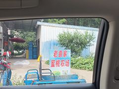 -老袁家蜜桃农场·阳山水蜜桃