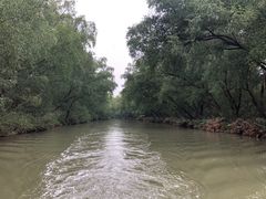 -大湾区中央湿地公园