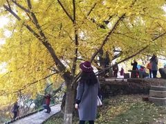 -千年银杏谷文化旅游区