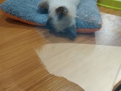 -龟与熊猫宠物公园(南坪店)