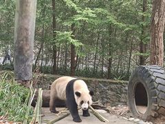 -都江堰中华大熊猫苑