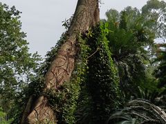-中国科学院华南植物园