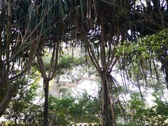 -瑞丽独树成林风景区