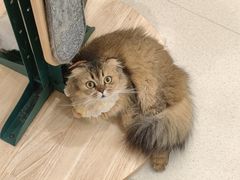 -共舞时光猫咖·狗咖(新街口店)
