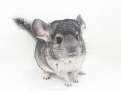 -龙猫仔乐园(惠福东路店)