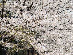-樱花山风景区