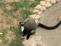 -西霞口神雕山野生动物世界