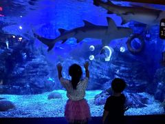 -烟台海昌鲸鲨海洋公园