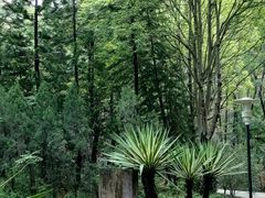 -深圳国际园林花卉博览园