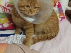 -北京观赏动物医院·24小时大型综合·猫专科·异宠专科