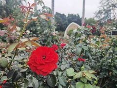 -人民公园(罗湖区)