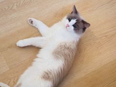 -有喵·猫咖·狗咖·30几只猫10只小狗(岗厦店)