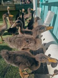 -萌宠亲子动物乐园(槐房万达店)