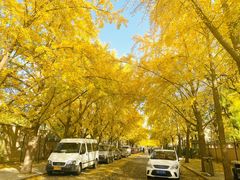 -三里屯东五街银杏大道