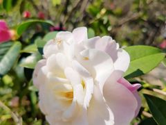 -大理古城-玉洱园