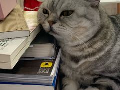 -喵的天空名猫咖啡馆·撸猫·猫舍·用品