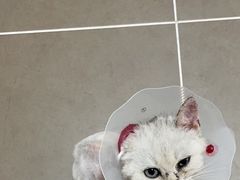 -宠爱国际动物医院· 猫科· 外科·中兽医(长白店)