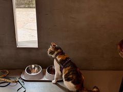 -Again Coffee Roaster(香蜜湖店)