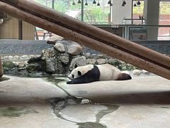 -西安秦岭野生动物园
