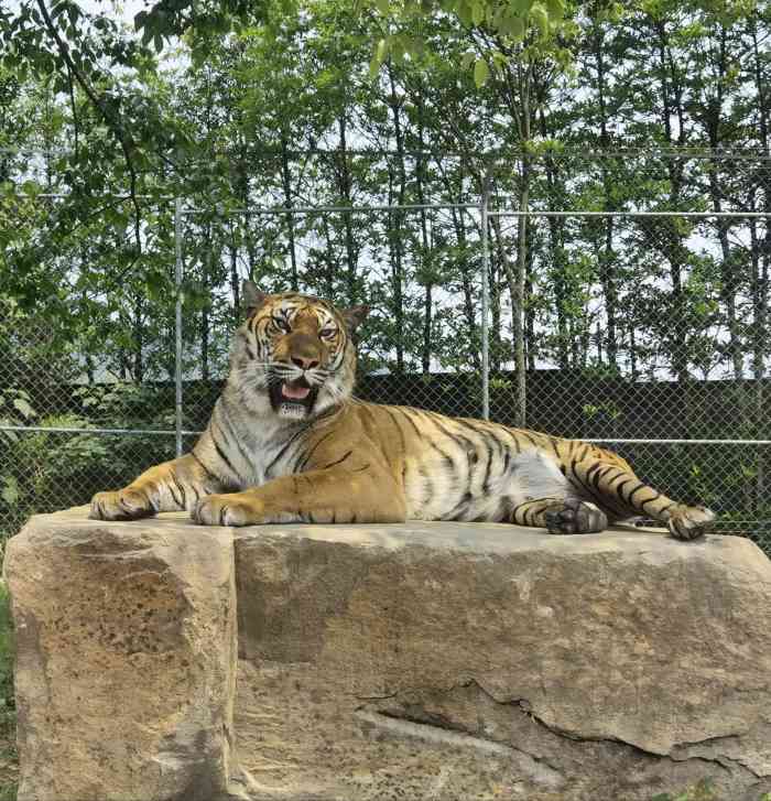 乐和乐都动物主题乐园-"周末一早开车去,9点半开门,主城建议7点.