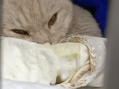 -爱侣·安琦尔宠物医院·中兽医针灸·心内科·狂犬免疫点(宝山区院)