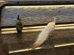 -西双版纳融创皇冠假日度假酒店