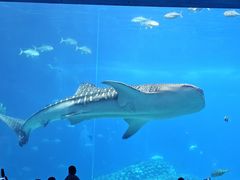 -珠海长隆海洋王国