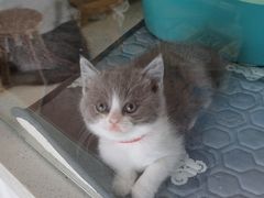 -糯米喵星人总部直营旗舰店·猫舍·幼猫出售