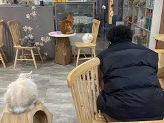 -楼上猫咖(罗湖店)