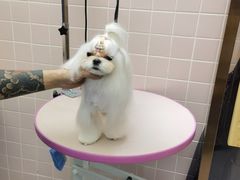 -FAELING PETS美天灵宠物(富力广场店)