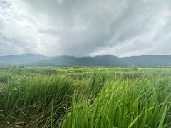 -腾冲北海湿地
