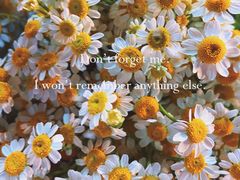 -循礼门鲜花花市(武汉循礼门店)