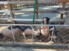 -鹅湖玫瑰文化园