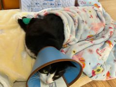 -乐派堂宠物医院·猫友好· 心脏科(东街店)