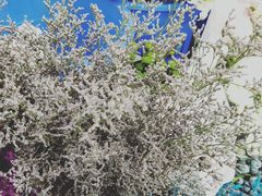 -秦美花卉(天朗·莱茵小城2期店)