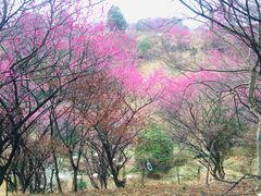 -新建村梅花