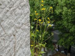 -文昌阁