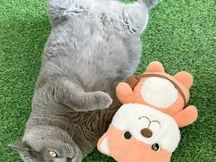 -萌兽医馆·眼科·异宠专科(三里屯店)