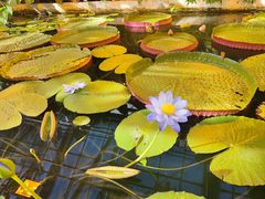 -国家植物园南园