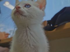 -Heymao猫咖.咖啡厅(东门店)
