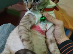 -李小姐の猫咖啡馆(五角场店)